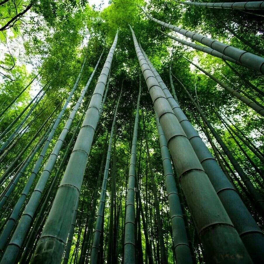 Bambus puzzle online