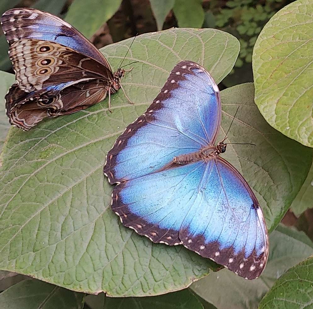 Papillon puzzle online ze zdjęcia