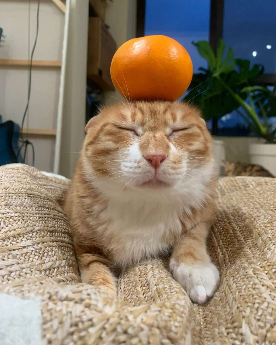 Pomarańczowy pomarańczowy kot puzzle online ze zdjęcia