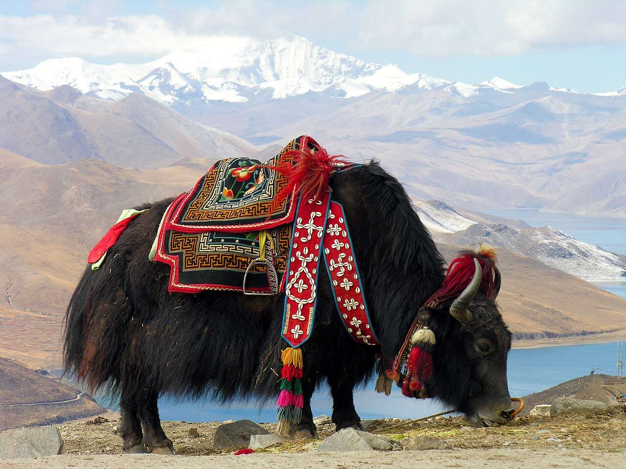 Jak w pobliżu jeziora Yamdrok w Tybecie. puzzle online