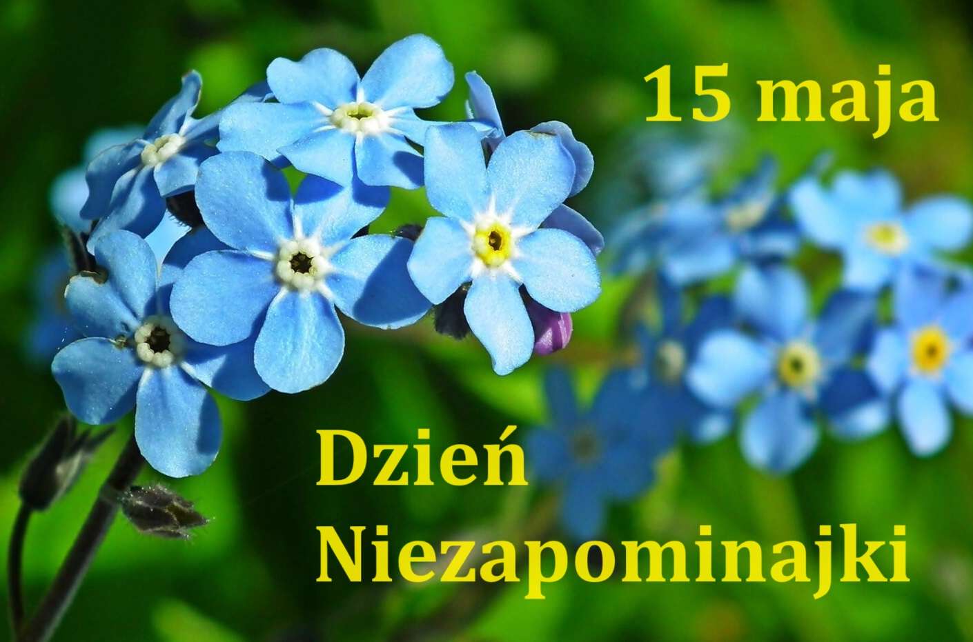 Dzień Niezapominajki 2 puzzle online