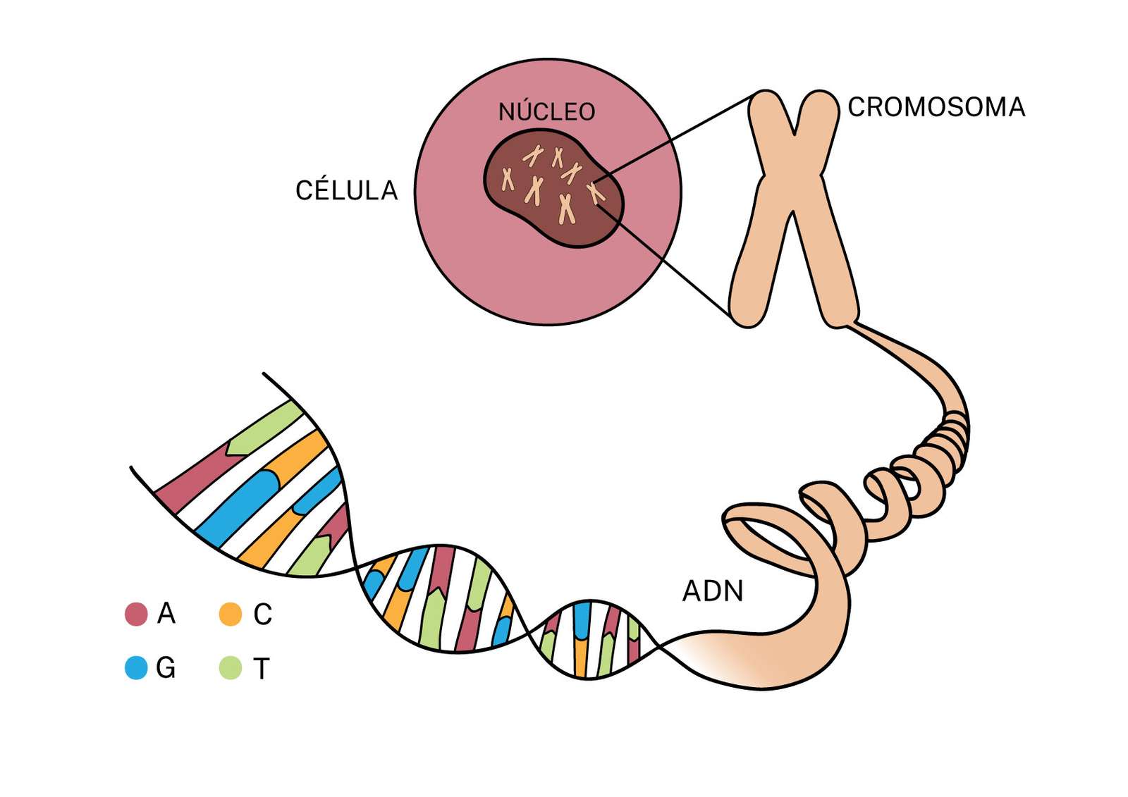 geny i DNA puzzle online