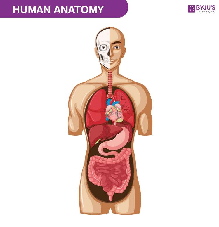 Ludzkie ciało puzzle online ze zdjęcia