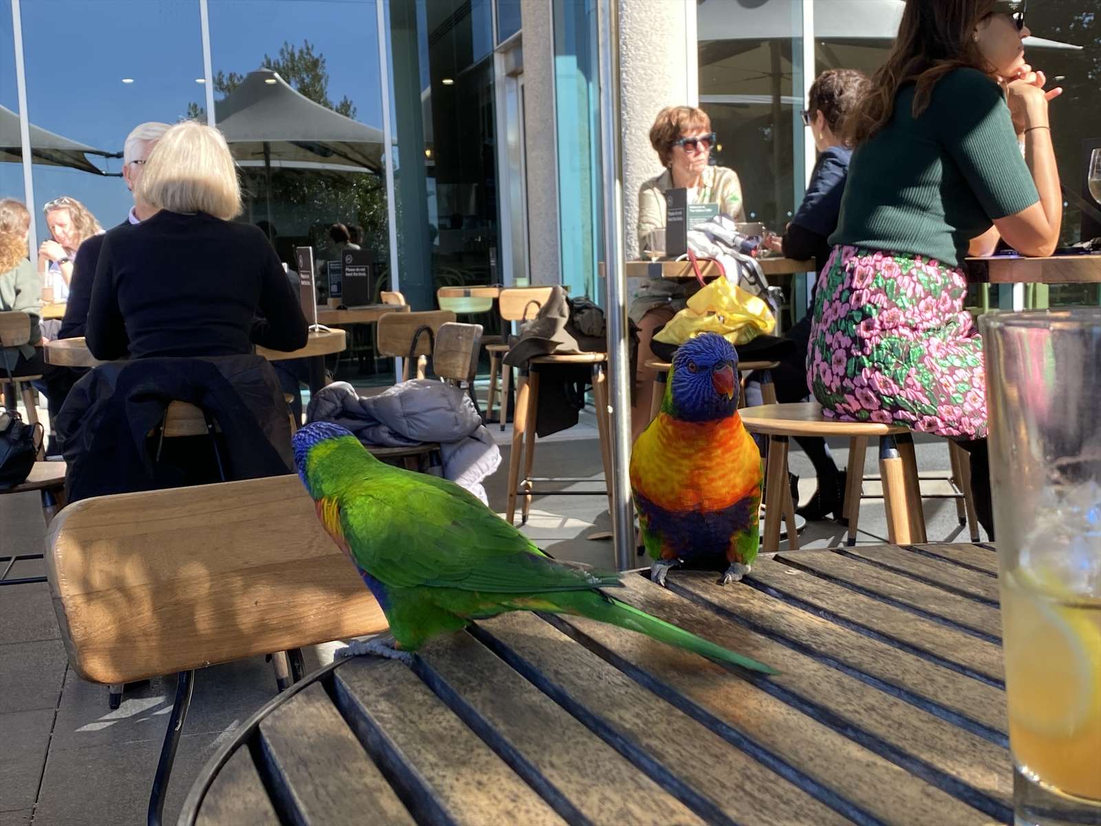 Lorikeets też lubią sztukę puzzle online ze zdjęcia