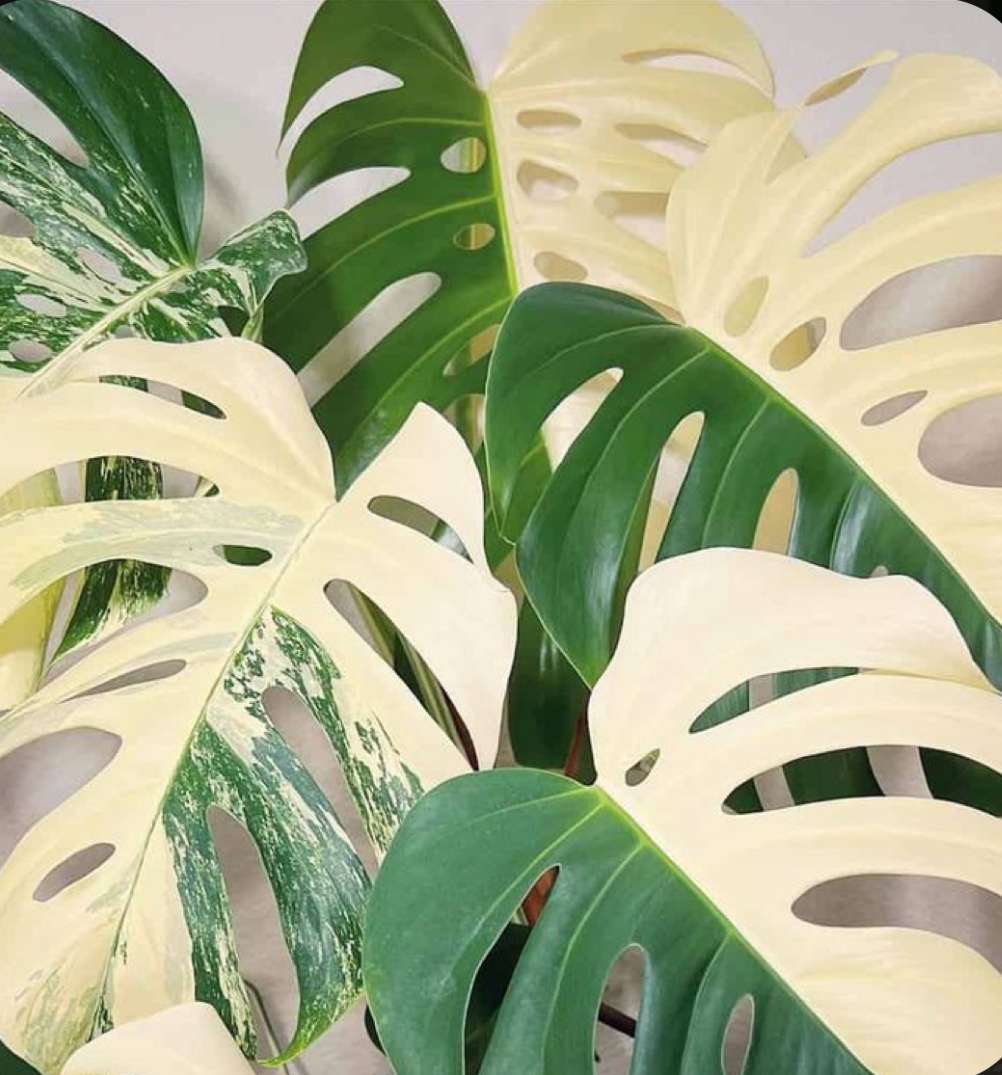 Monstera Albo puzzle online ze zdjęcia