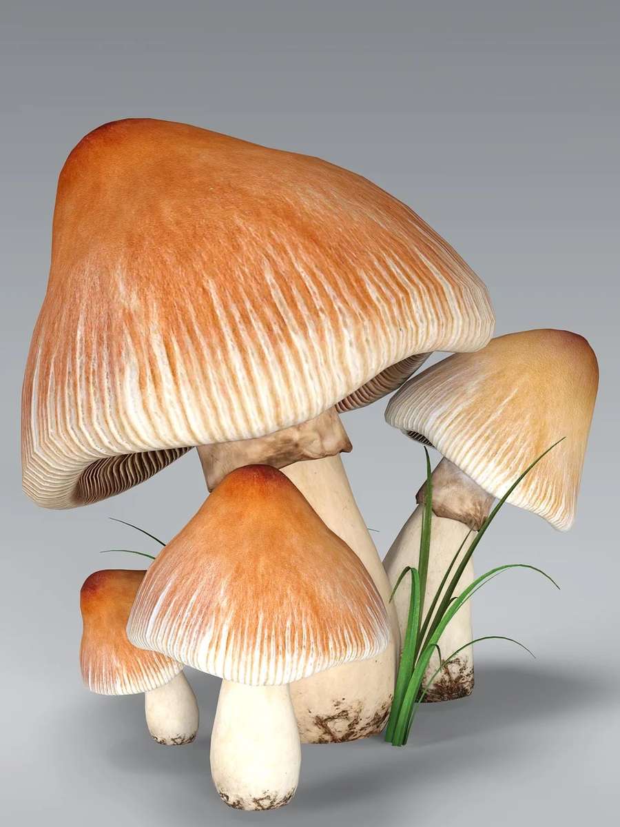 Grzyby, mushrooms puzzle online